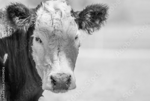 Black and white cows