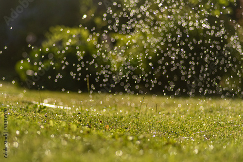 krople wody podczas podlewania ogrodu i trawnika