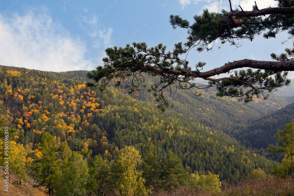 Autumn landscape, in the foreground - a pine branch, in the background - mountains, a yellowing forest. Autumn landscape, in the foreground - a pine branch, in the background - mountains, a yellowing forest.