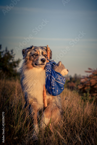 Photos Miniature Australian Shepherd