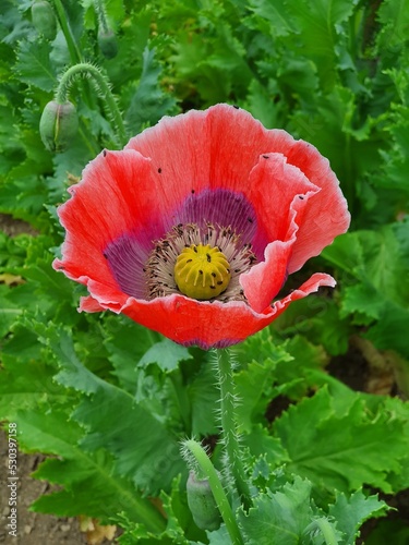 A fully developed flower of breadseed poppy (Papaver somniferum) photo