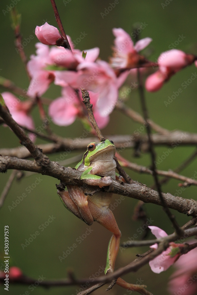Obraz premium tree frog on cherry blossom tree