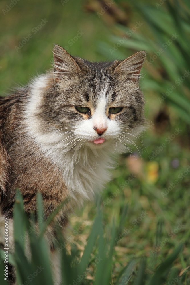 portrait of a cat with tongue out