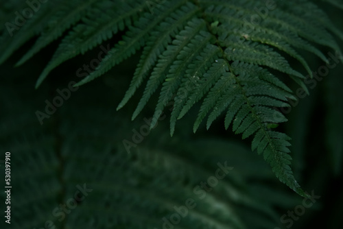 Branch of a fern leaf close-up against the background of a green bush