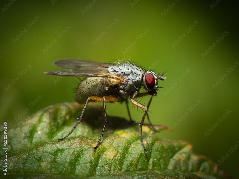 Naklejka premium Fly sitting on a plant.