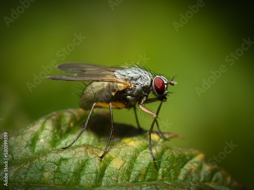Fly sitting on a plant.