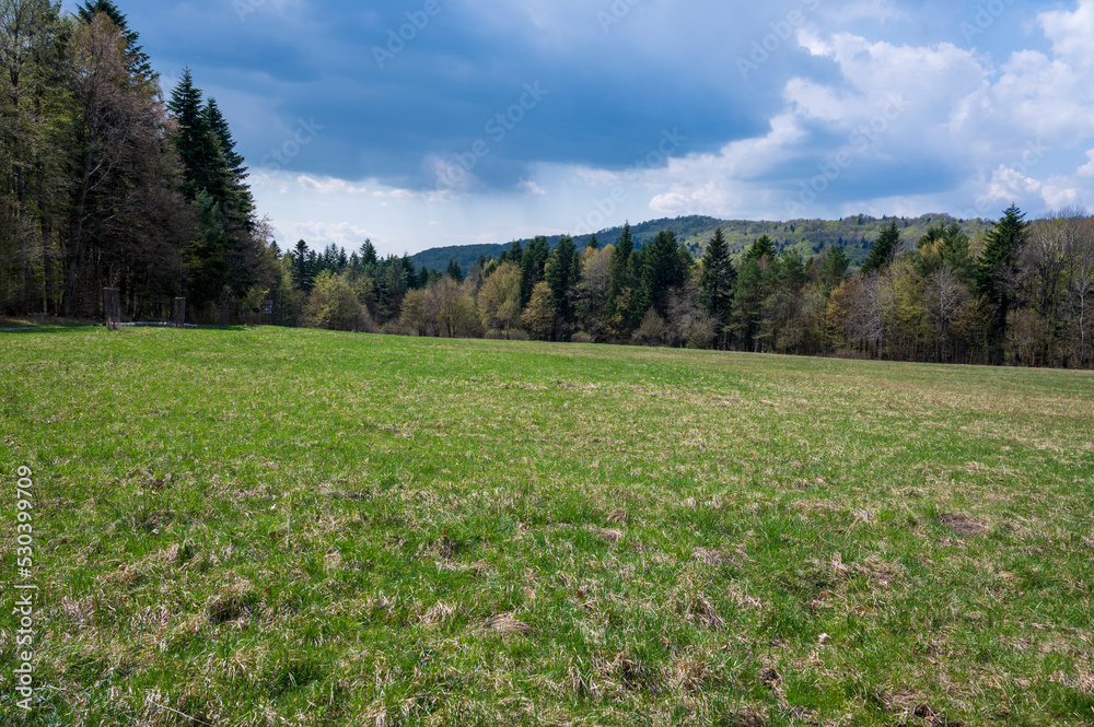 Meadow with green and yellow grass surrounded by a forest.