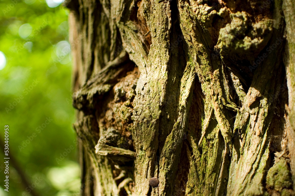 Tree bark covered with green moss. Tree bark covered with green moss.