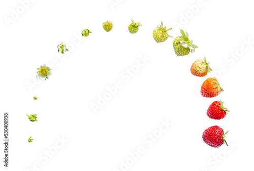 Strawberry growth on white, life of strawberry, Plant growth stages. copy space