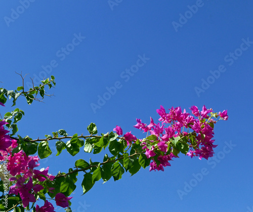 bellissimo ramo fiorito di bouganville contro il cielo azzurro estivo photo