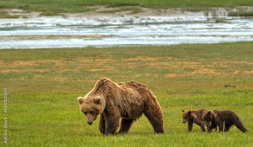 Grizzly sow and cubs walking through Lake Clark National Park Grizzly sow and cubs walking through Lake Clark National Park
