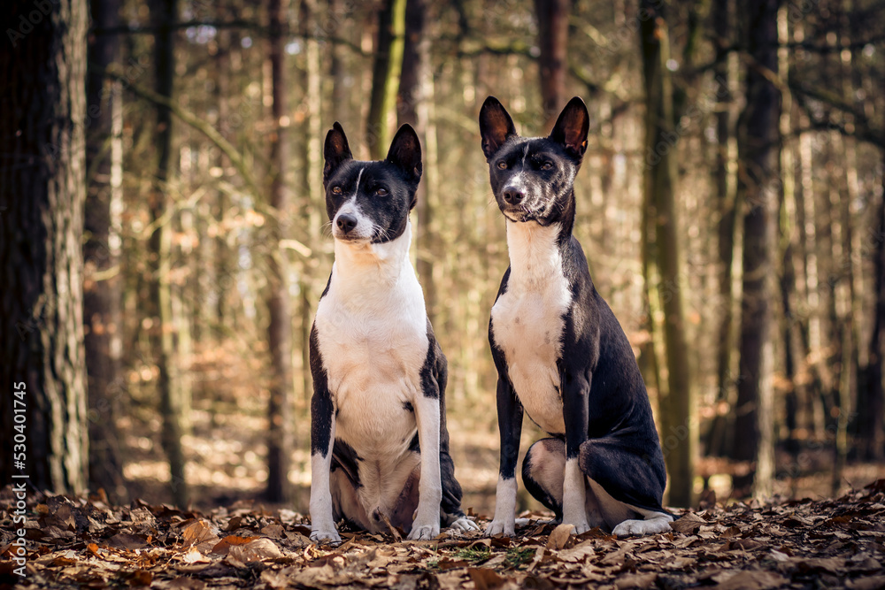 Basenji Basenji