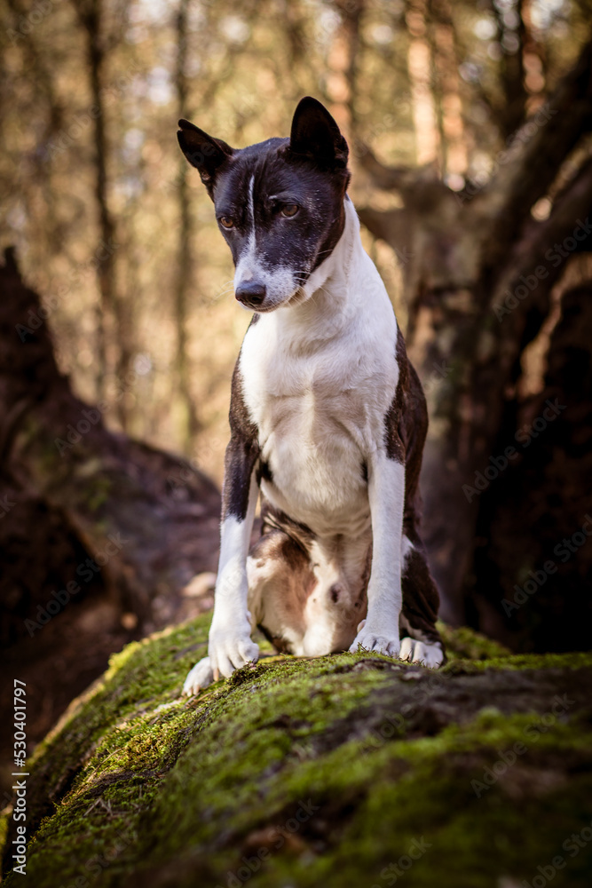 Basenji