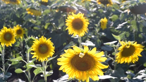 sunflower movement, swaying in the wind. field landscape