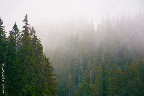 coniferous forest on a foggy autumn day. gloomy nature background with overcast sky © Pellinni