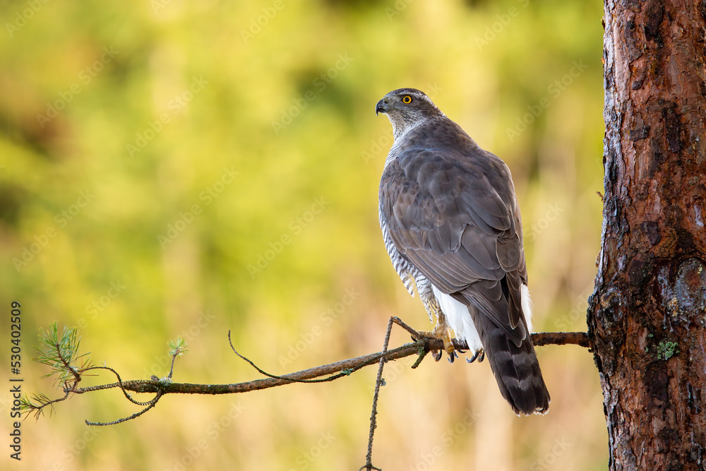Northern goshawk, accipiter gentilis, sitting on branch in forest from back. Grey bird observing on tree in summer. Feathered animal resting on twig in woodland. Northern goshawk, accipiter gentilis, sitting on branch in forest from back. Grey bird observing on tree in summer. Feathered animal resting on twig in woodland.
