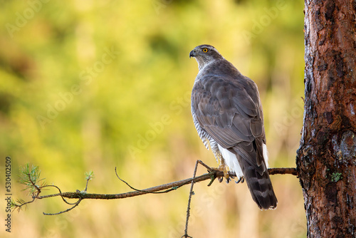 Northern goshawk, accipiter gentilis, sitting on branch in forest from back. Grey bird observing on tree in summer. Feathered animal resting on twig in woodland.