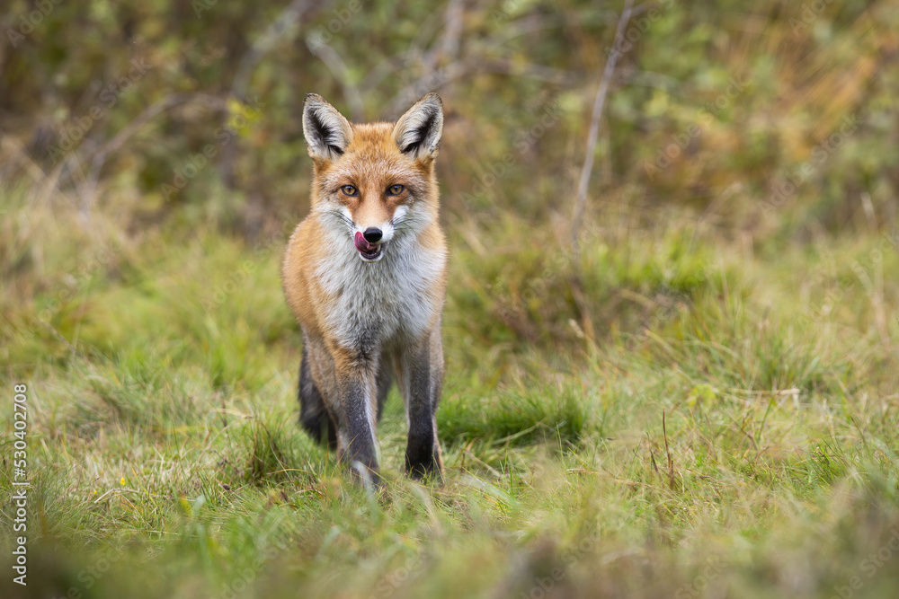 Red fox, vulpes vulpes, licking on green grassland in autumn from front. Orange beast approaching on meadow in fall. Wild predator looking to the camera on field.