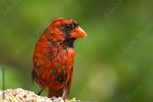 A Moulting Cardinal 