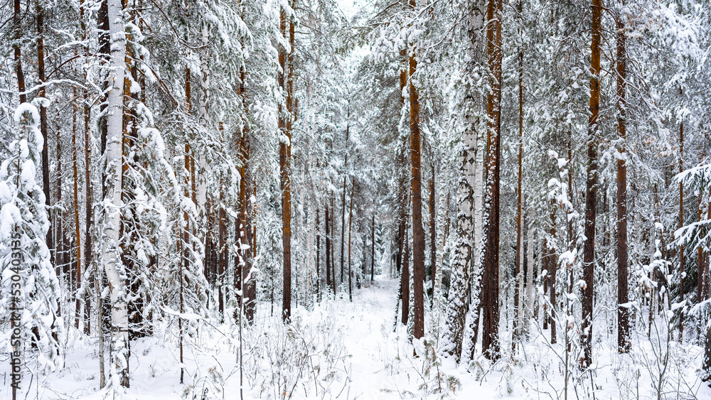 Fototapeta premium Path in coniferous woodland among trunks of pines and firs covered with snow on winter day. Winter fairy tale. Silence