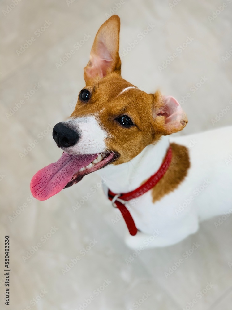 Jack Russell Terrier dog with tongue hanging out.