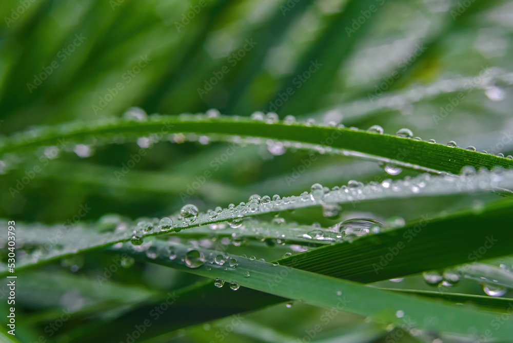 Macro. Background, water drops on the green grass Macro. Background, water drops on the green grass