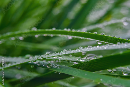 Macro. Background, water drops on the green grass