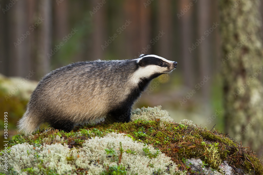 European badger, meles meles, sniffing on mossed rock in autumn nature. Mammal with black and white stripes smelling on stone. Nocturnal animal standing in forest.