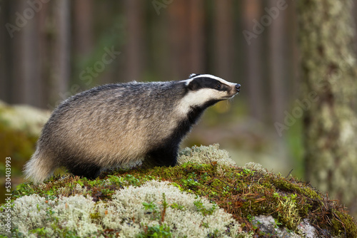 European badger, meles meles, sniffing on mossed rock in autumn nature. Mammal with black and white stripes smelling on stone. Nocturnal animal standing in forest.
