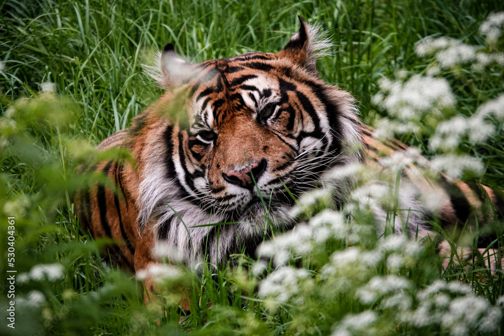 Obraz premium Tiger