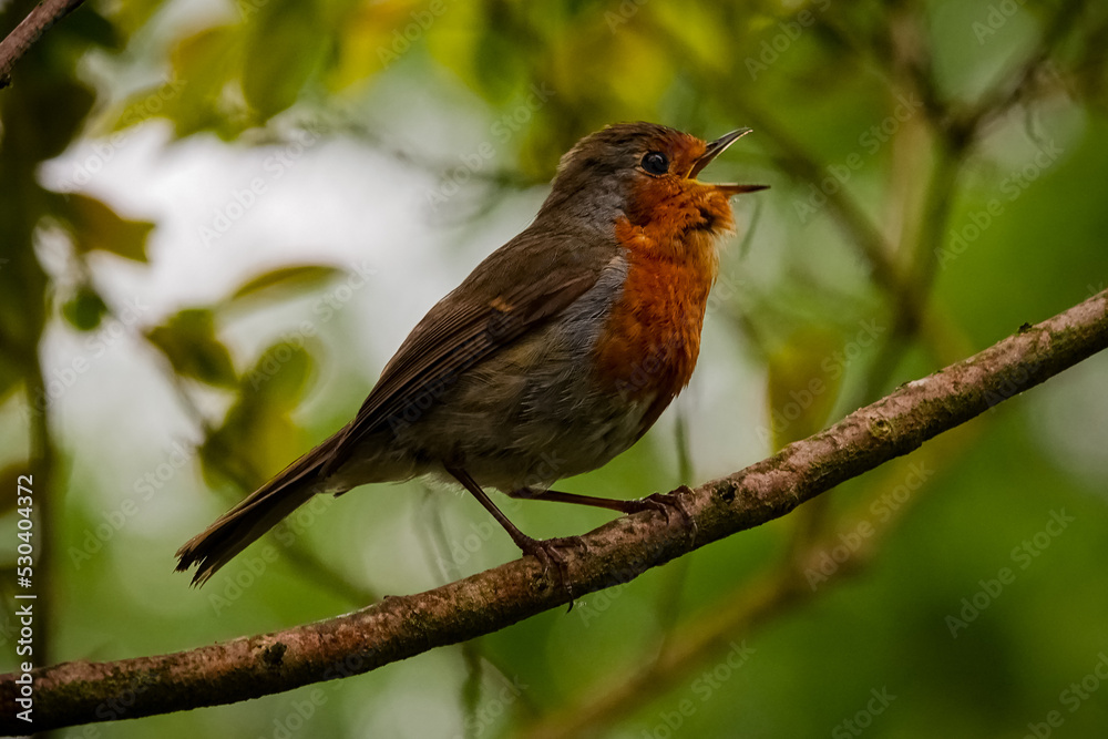 Fototapeta premium Rotkehlchen