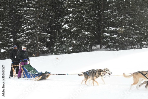 Dog Snow Dog breed Carnivore Dog sled Tree