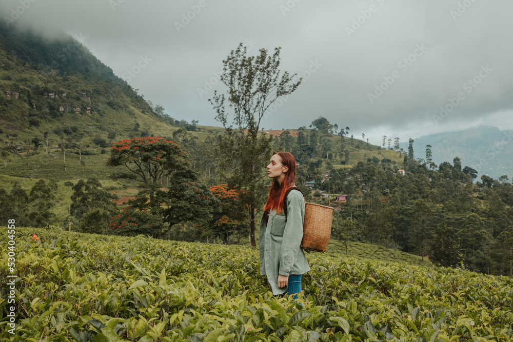 young woman tourist at a tea plantation in Sri Lanka picks tea