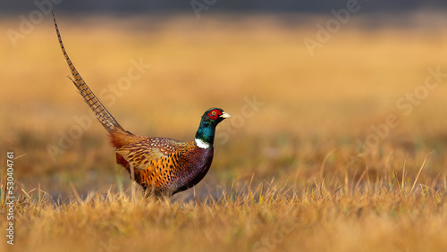 Fotografie, Obraz Common pheasant, phasianus colchicus, standing on field igolden hour with copy space