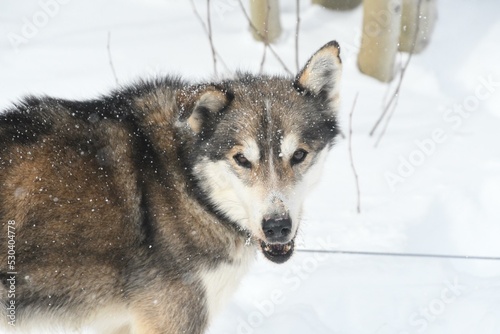 Dog Snow Carnivore Dog breed Wolf Sled dog