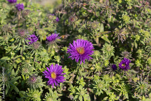 Aster novae-angliae    Purple Dome   . This cultivar produces purple flowers.