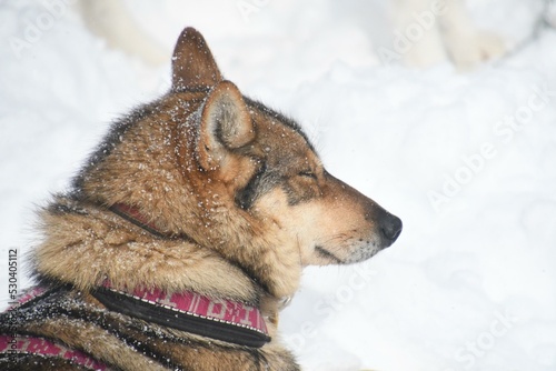 Obraz na plátně Dog Snow Carnivore Dog breed Collar Fawn