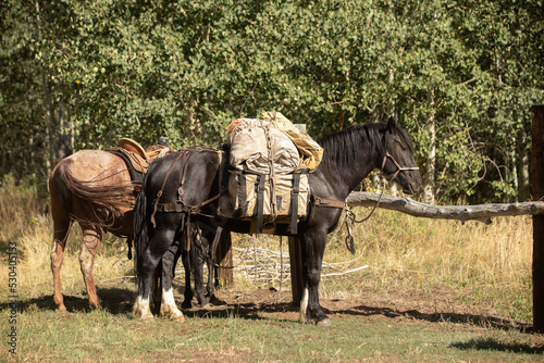 Packhorse waiting while tied
