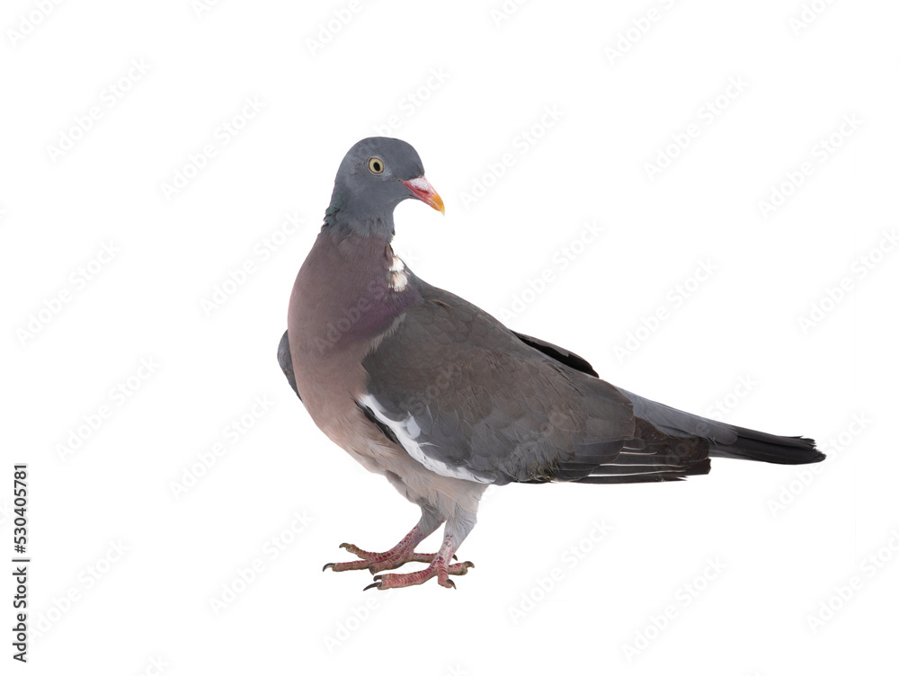 Fototapeta premium european wood pigeon (Columba palumbus) isolated on white background