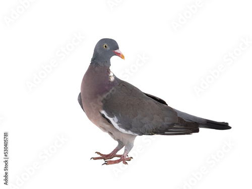european wood pigeon (Columba palumbus) isolated on white background photo