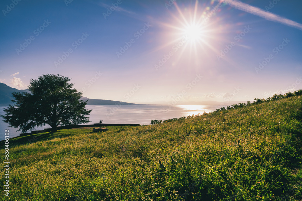 Obraz premium l'arbre solitaire et majestueux qui surplombe le lac Léman