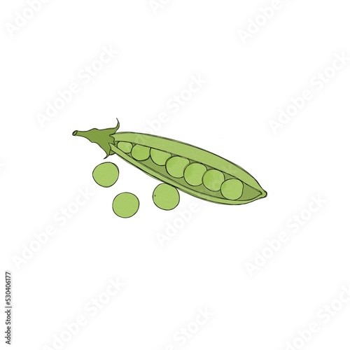Fresh green pea pod with beans watercolor freehand illustration.. Horizontal ...