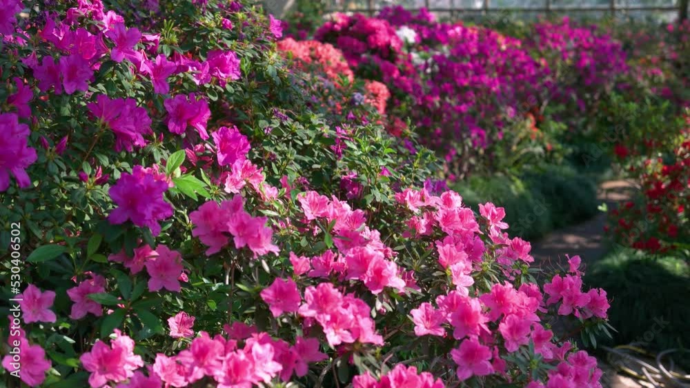 Flowering azalea bushes growing in the botanical garden close up. Beautiful floral background. Flowering azalea bushes growing in the botanical garden close up. Beautiful floral background.