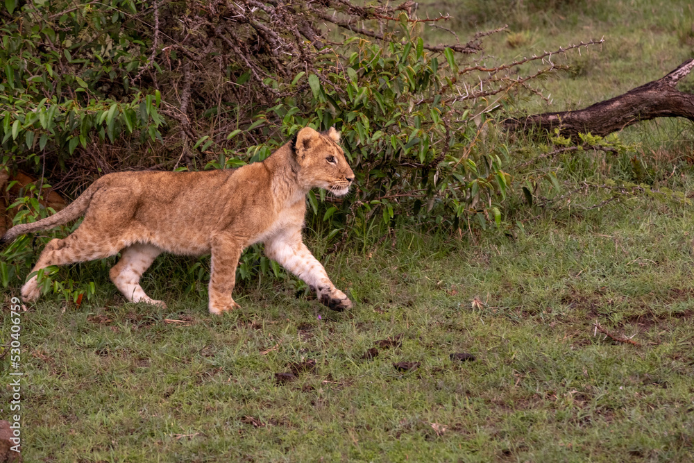 KENYA - HUMAN INTEREST - NAIBOSHO CONSERVATORY PARK KENYA - HUMAN INTEREST - NAIBOSHO CONSERVATORY PARK