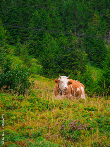 A mottled cow on a mountain pasture