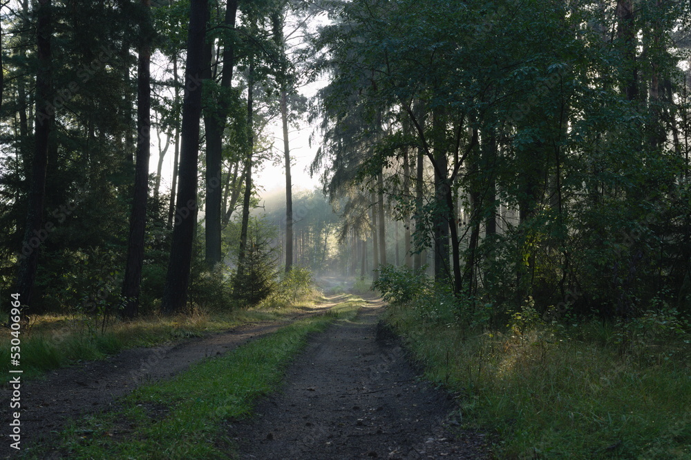 Fototapeta premium A forest road on an autumn day