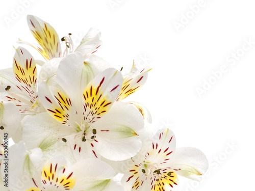 Tender white and yellow alstroemeria flowers in the corner isolated transparent png photo