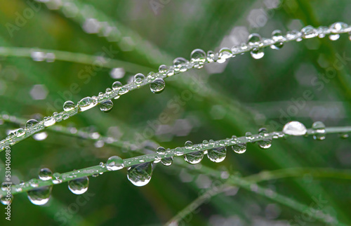 Grass on a blurred background with dew drops in the center of the frame