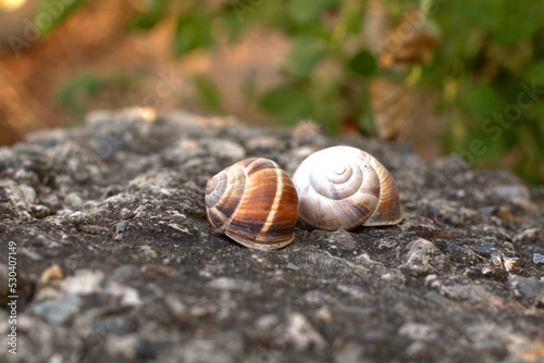 Snails on the slope, big snails are located on a large black stone, selective focus, bokeh