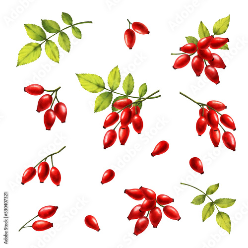 Rosehip watercolor png set. Rosehip branch, leaves and berries. Rose hip digital watercolor illustrations. 